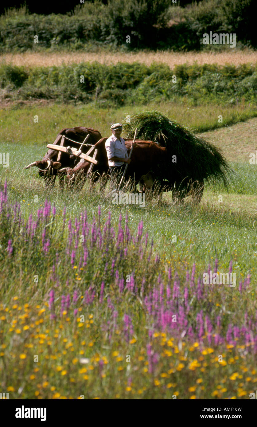 La collecte d'agriculteurs avec un fourrage galicien traditionnel panier tirées par des boeufs près de Carballo en Galice au nord ouest de l'Espagne Banque D'Images