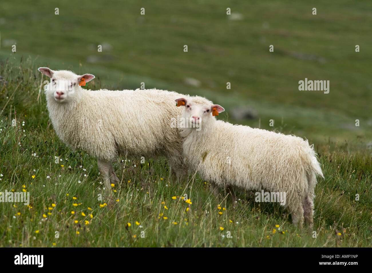 Deux agneaux profiter de l'herbe verte près de Geilo, Norvège Banque D'Images