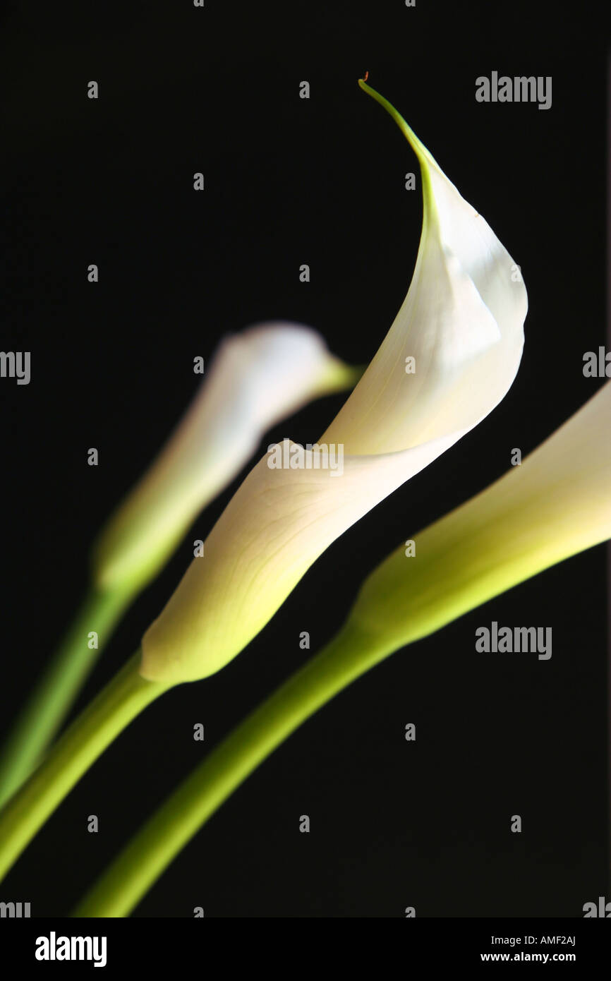 Les zantedeschias en amour Banque D'Images