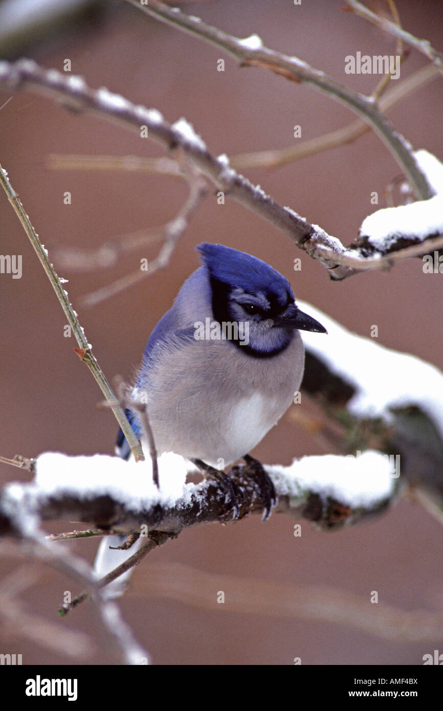 Geai bleu perché dans la neige - verticale Banque D'Images