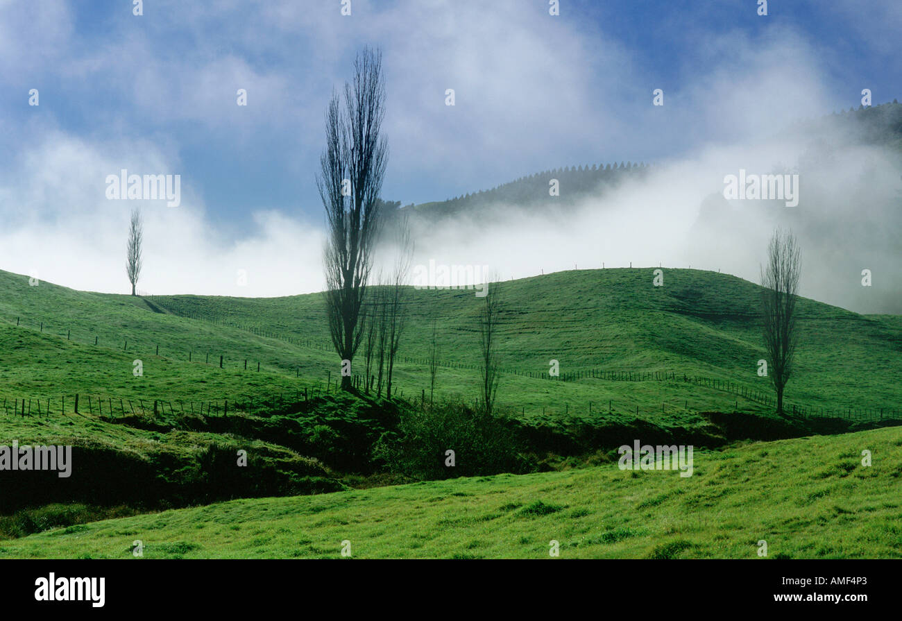 Morning Mist sur les collines près de Taupo, île du Nord Nouvelle-zélande Banque D'Images