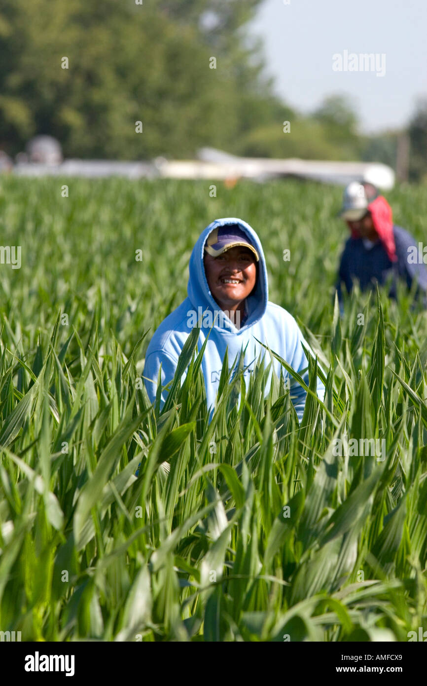 Les travailleurs migrants travaillent dans un champ de maïs, comté de Canyon, Arizona. Banque D'Images