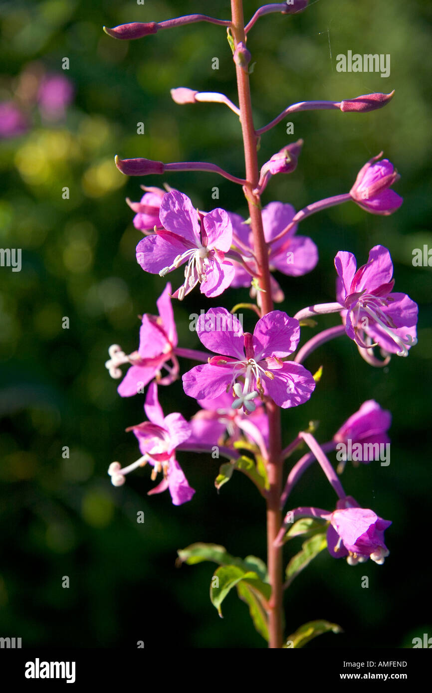 Fleurs sauvages de l'épilobe également connu sous le nom de blooming Sally au Nouveau-Brunswick, Canada. Banque D'Images