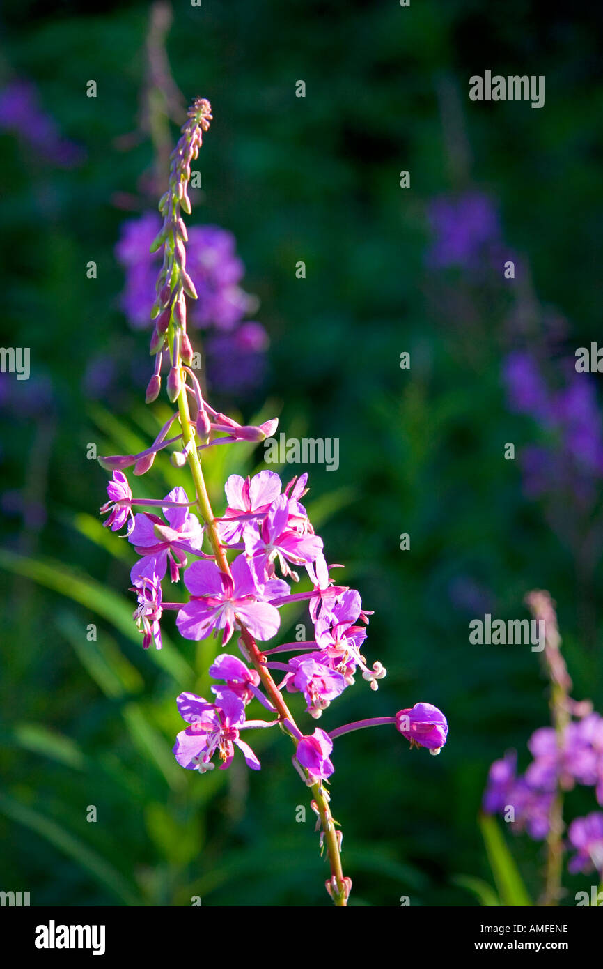 Fleurs sauvages de l'épilobe également connu sous le nom de blooming Sally au Nouveau-Brunswick, Canada. Banque D'Images