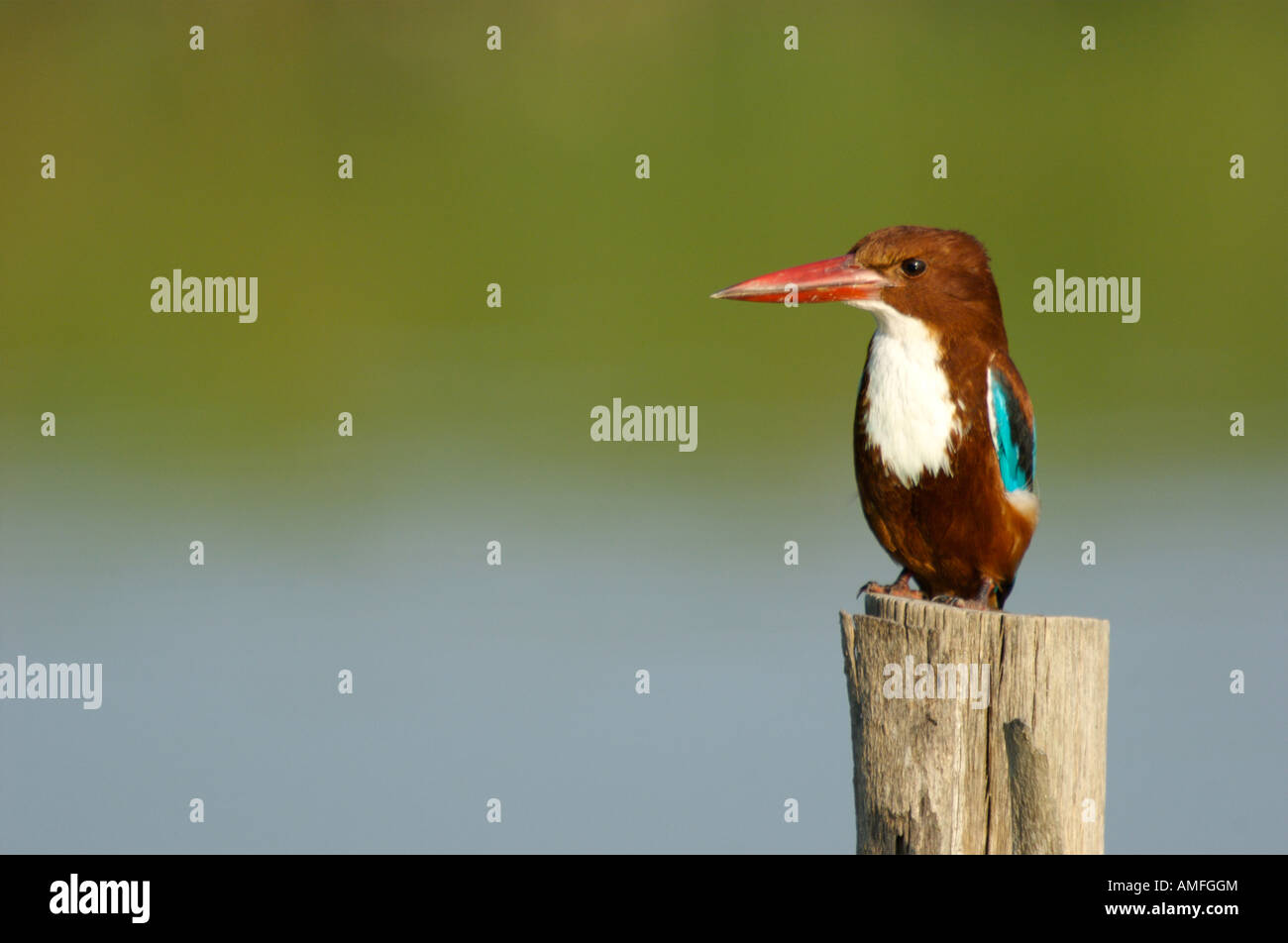 Kingfisher Halcyon smyrnensis à gorge blanche dans Phetchaburi Thaïlande Banque D'Images