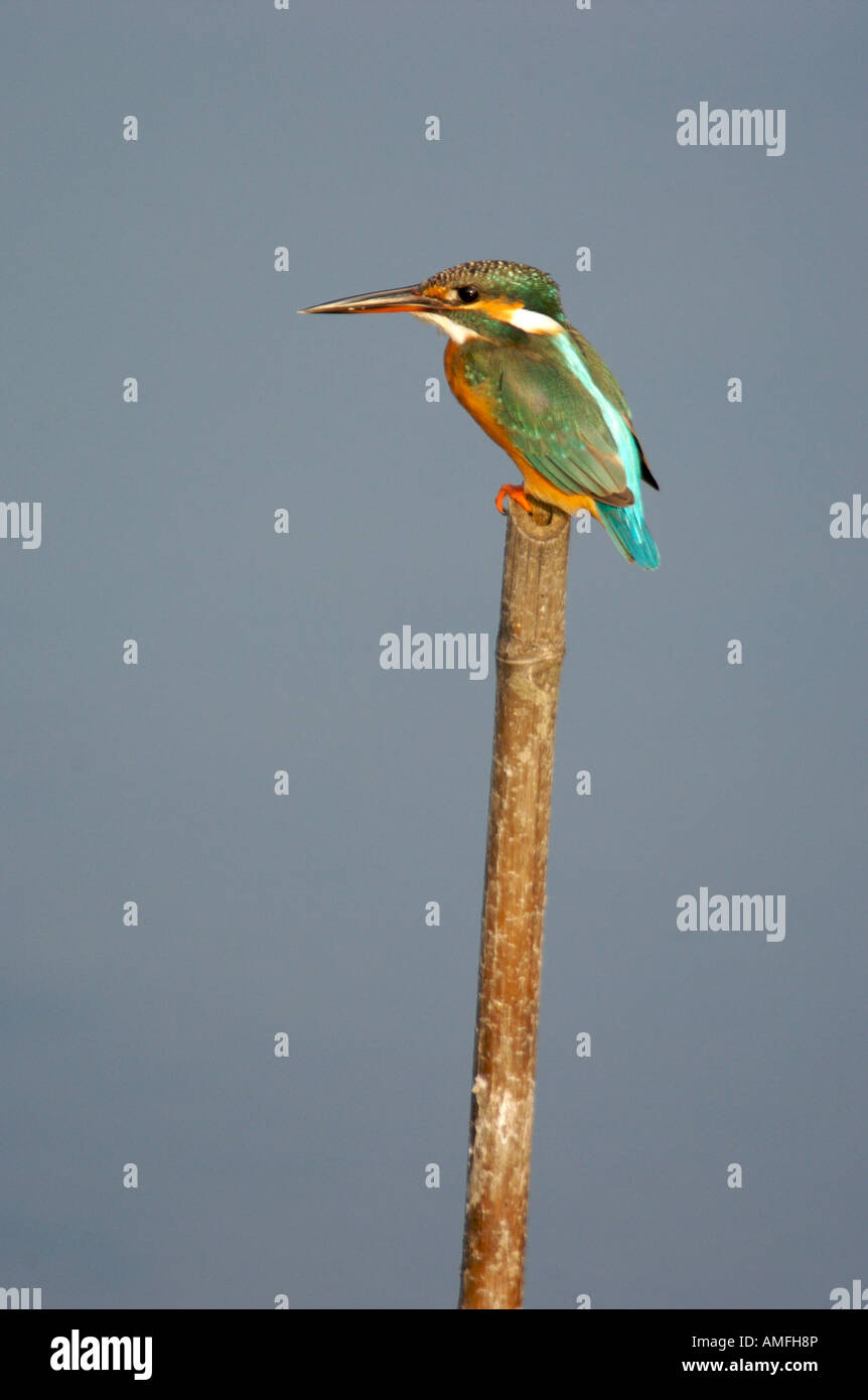 Kingfisher Alcedo commun atthisin Thaïlande Phetchaburi Kingfisher Alcedo atthis commun Banque D'Images