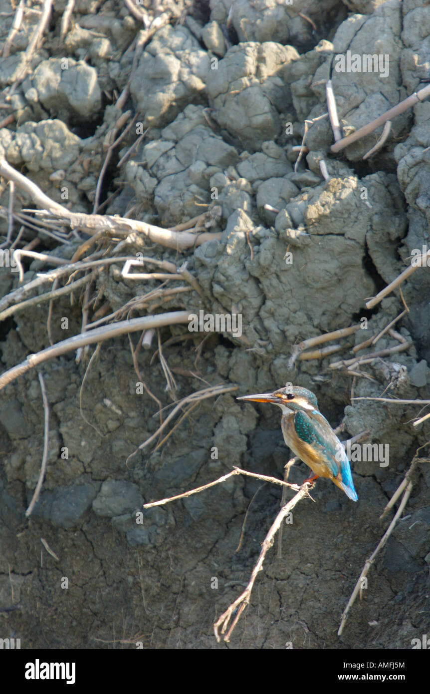 Kingfisher Alcedo atthis commun dans Phetchaburi Thaïlande Banque D'Images