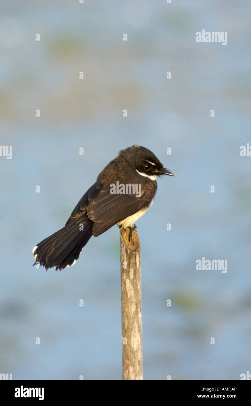 Pied Fantail Rhipidura javanica à Phetchaburi province Thaïlande Banque D'Images