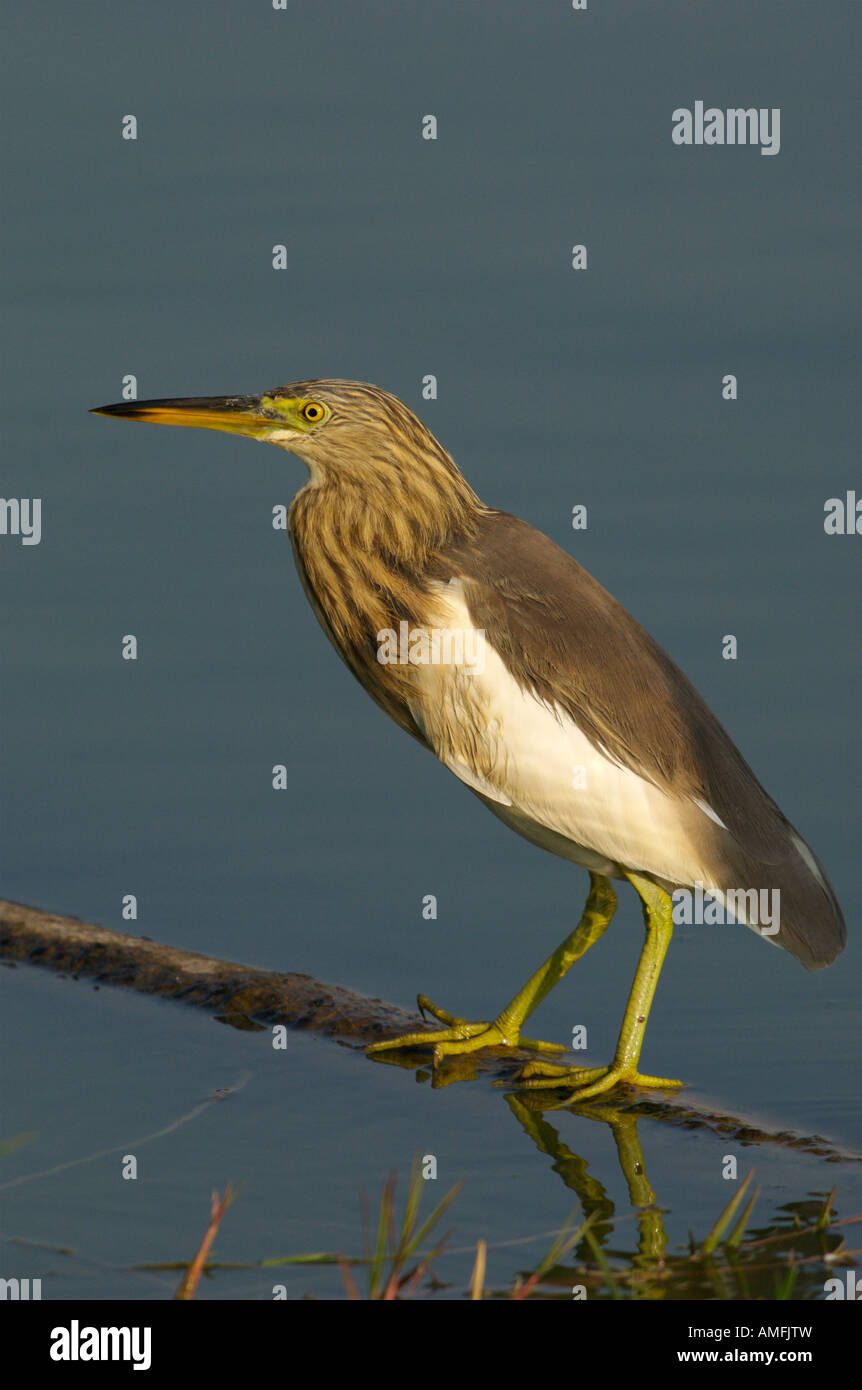 Crabier chinois Ardeola bacchusin Thaïlande Phetchaburi Banque D'Images