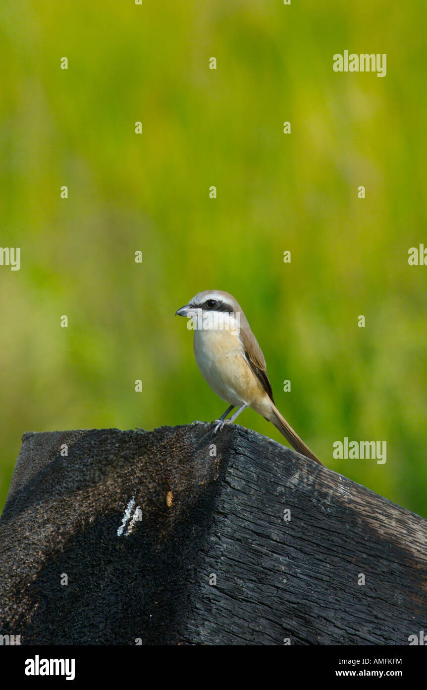 La Pie-grièche brune Lanius cristatus sur un bois de fer dans Phetchaburi province Thaïlande Banque D'Images