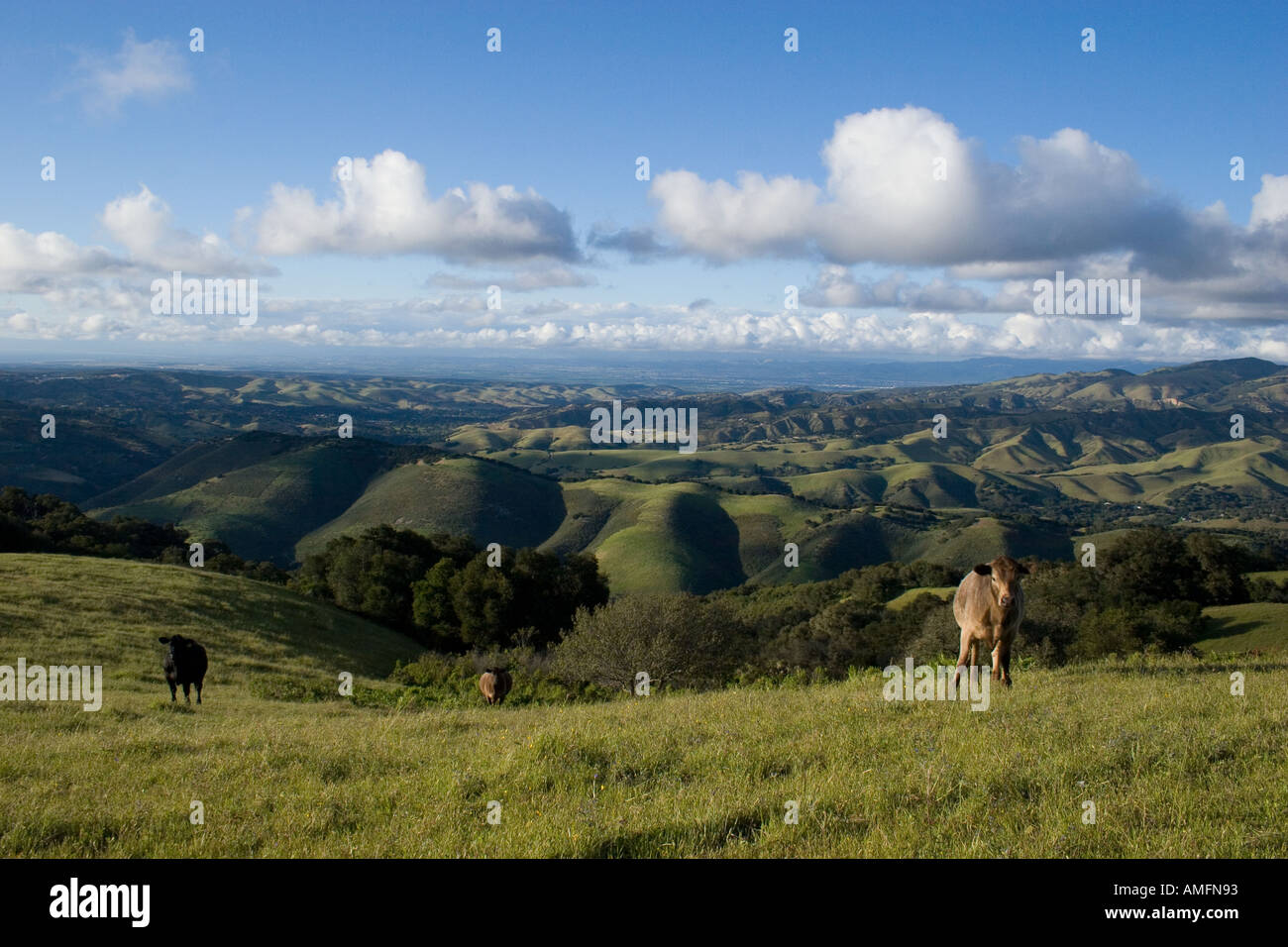 Croisement Angus vaches se nourrissent de printemps sur un pâturage luxuriant California ranch situé dans les contreforts de la chaîne de montagnes côtière Banque D'Images