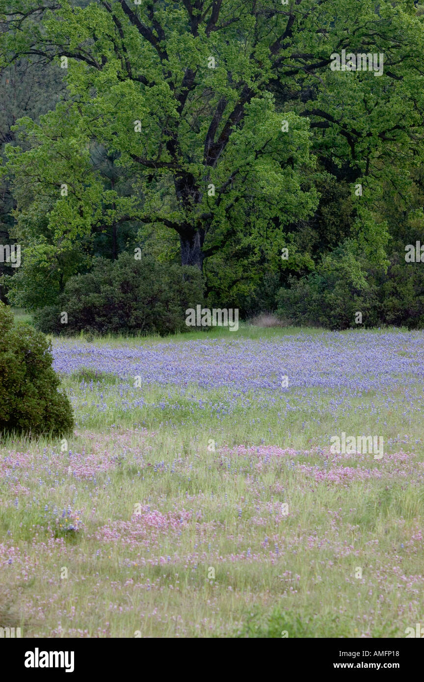Un champ de fleurs sauvages dont LUPIN ET SHOOTING STARS bloom près de camp indien, juste à l'extérieur de FORT HUNTER LIGGETT C Banque D'Images