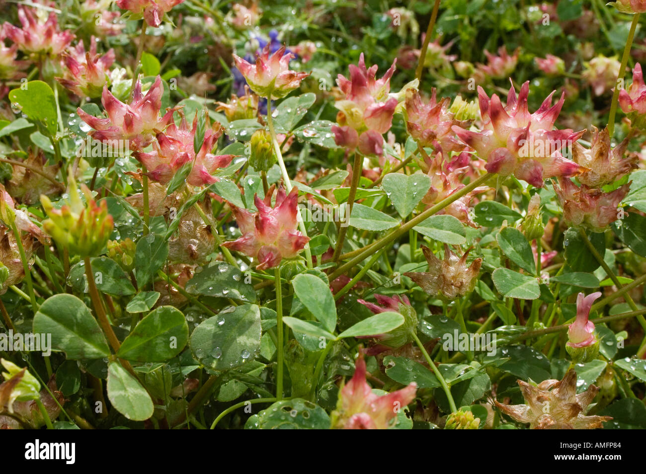 Close up de trèfle sauvage qui fleurit près de camp indien terre à l'extérieur de FORT HUNTER LIGGETT CALIFORNIE Banque D'Images