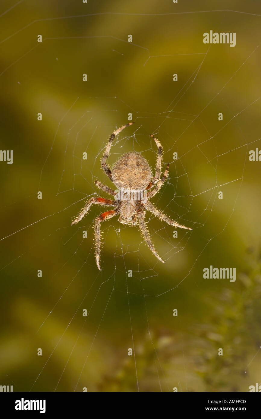 Jardin spiner sur un site web. Banque D'Images