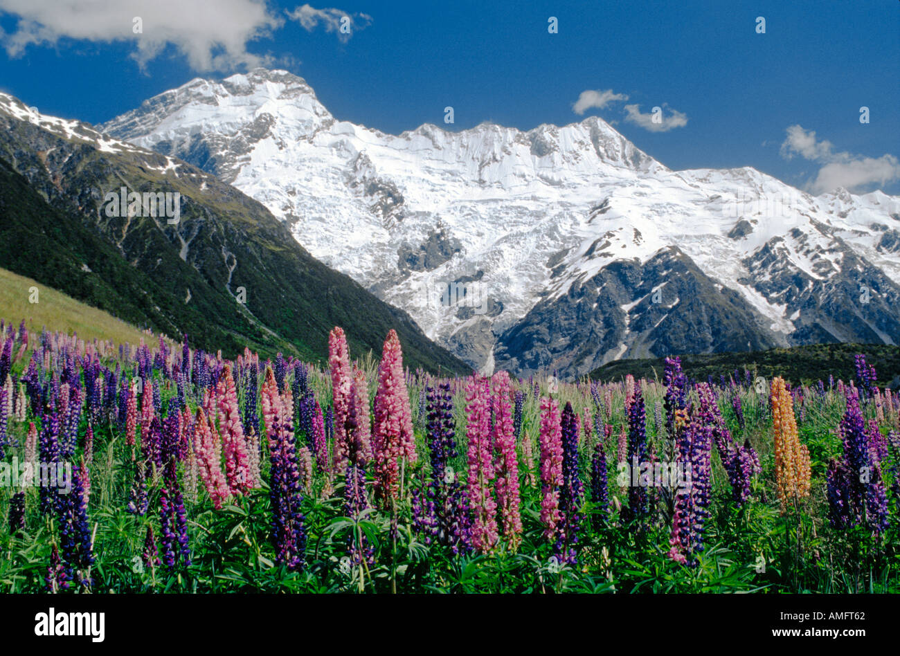 MT SEFTON, 3157 m'élève au-dessus d'un champ de fleurs de lupins dans PARC NATIONAL DU MONT COOK ile sud Nouvelle Zelande Banque D'Images