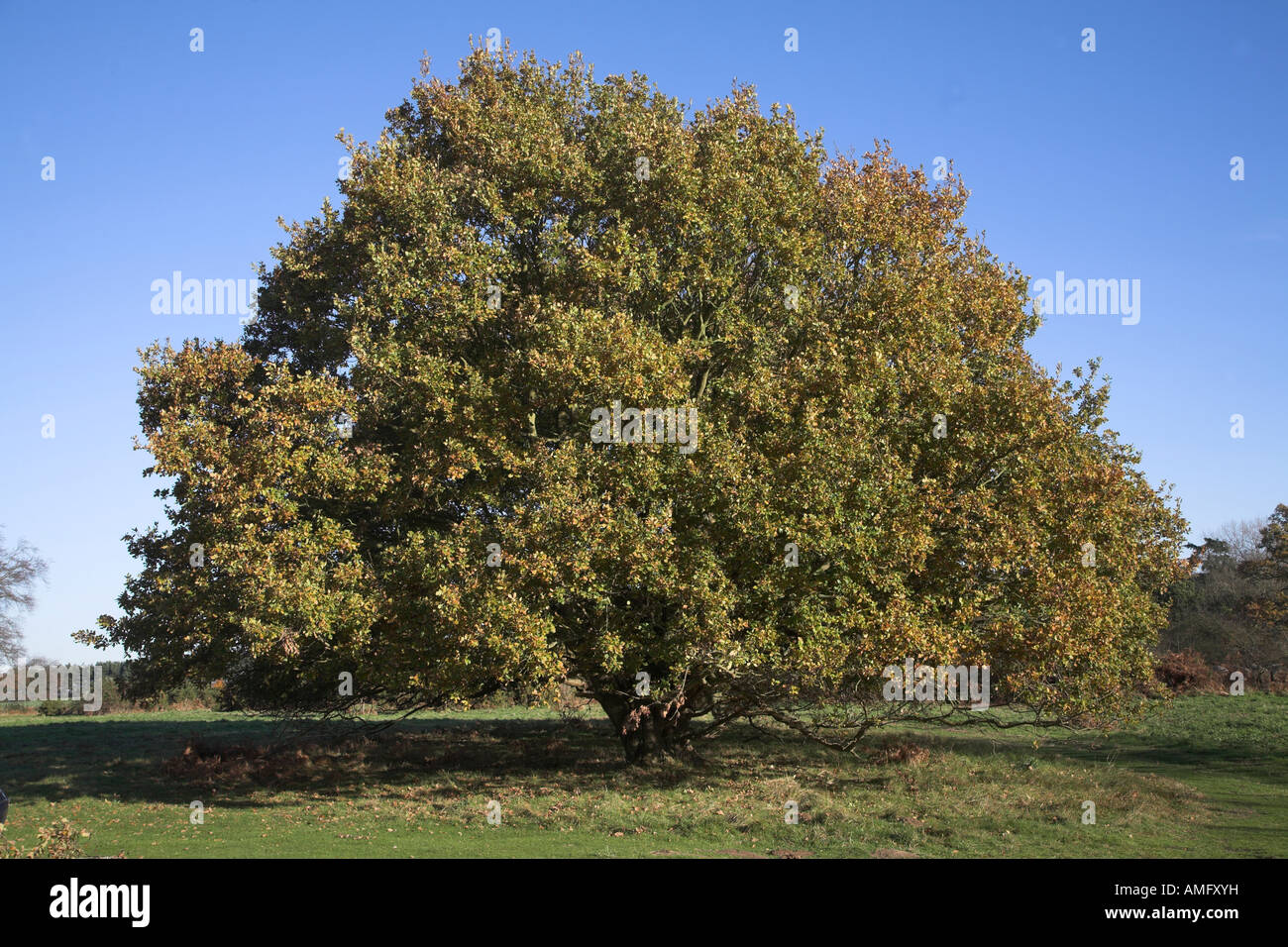 Quercus robur chêne pédonculé arbre automne Butley, Suffolk, Angleterre Banque D'Images