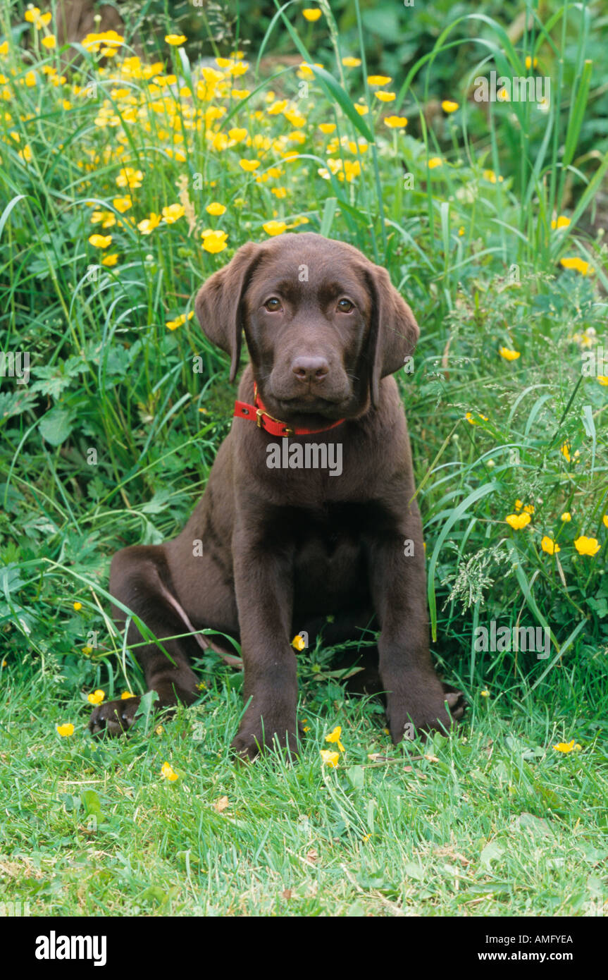 Chiot labrador chocolat à Renoncules Banque D'Images