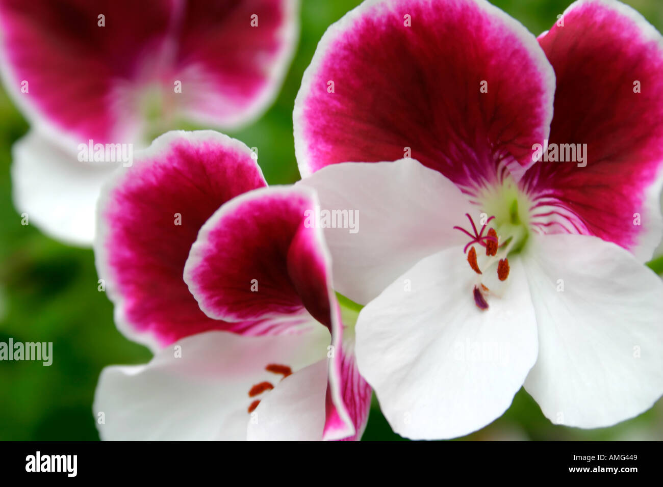 Pelargoniums pelargonium grandiflorum Banque de photographies et d