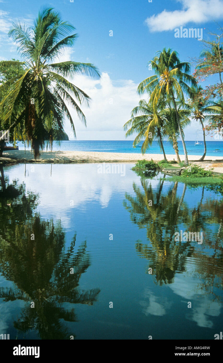 French West Indies, Martinique, Petite Anse Plage Warehouse, palmiers sur sable, bleu de la mer à l'arrière Banque D'Images