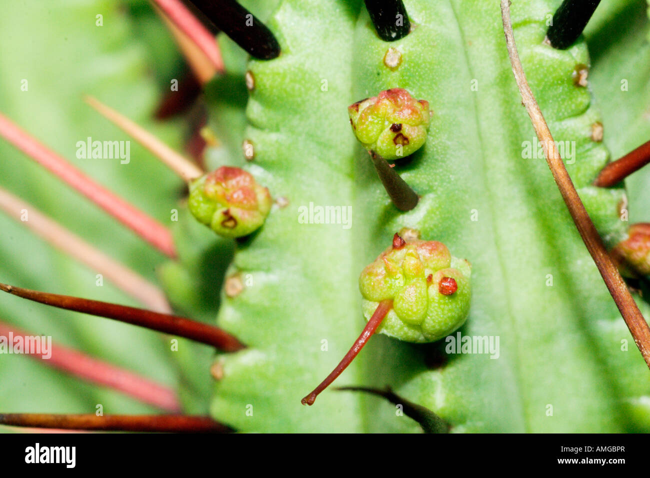Abstract close-up d'un cactus vert avec des épines rouge Banque D'Images