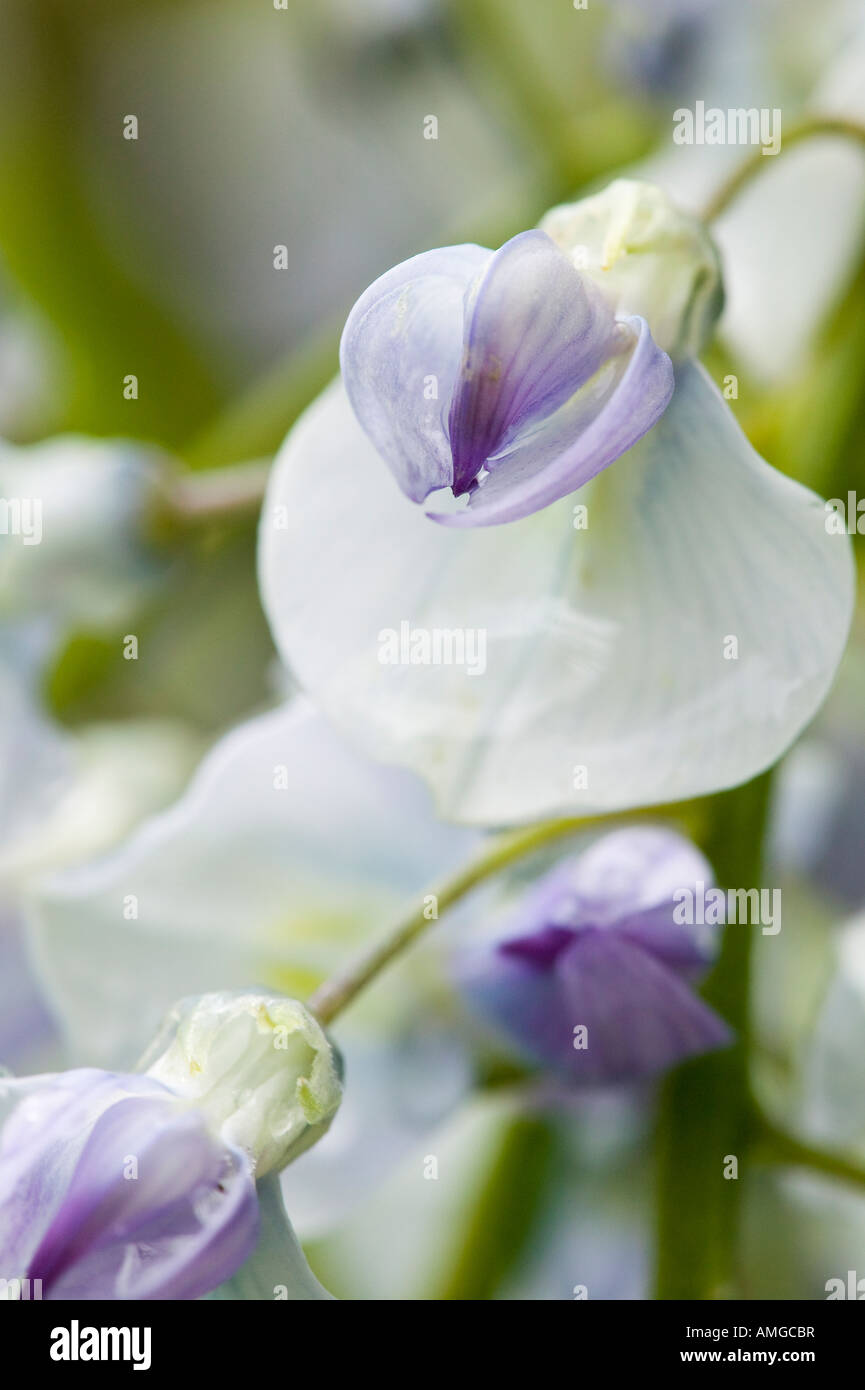 Les fleurs de glycine au printemps Banque D'Images