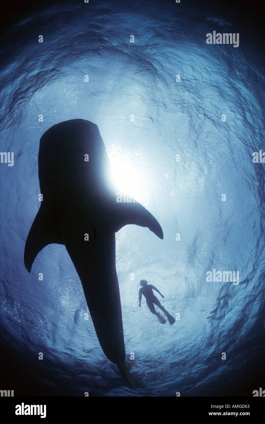 Piscine à côté whaleshark snorkeller Afrique du Sud Banque D'Images