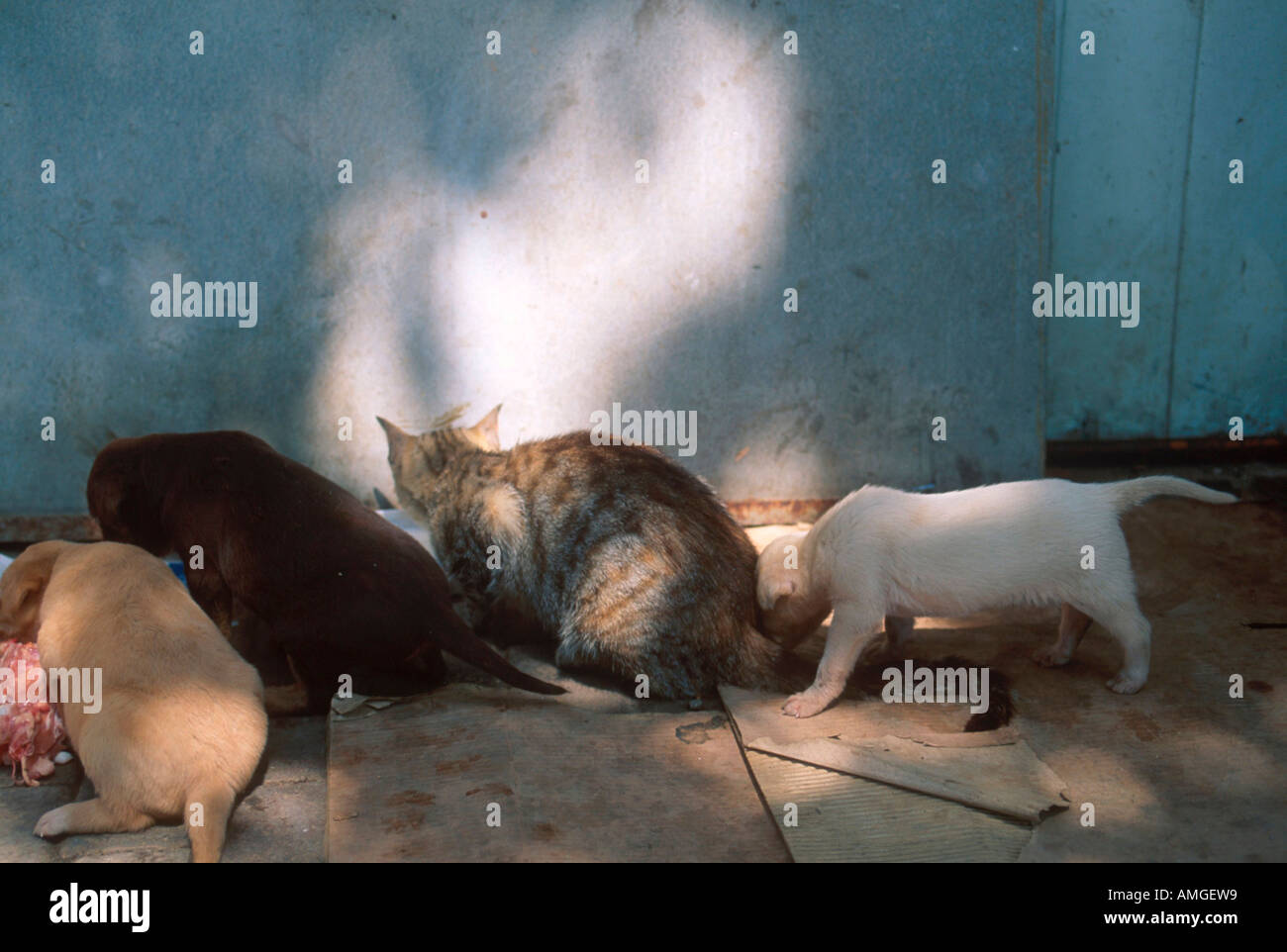 La Turquie, Istanbul, Katzen Anadolu Kavagi en am östlichen Bosporusufer Banque D'Images