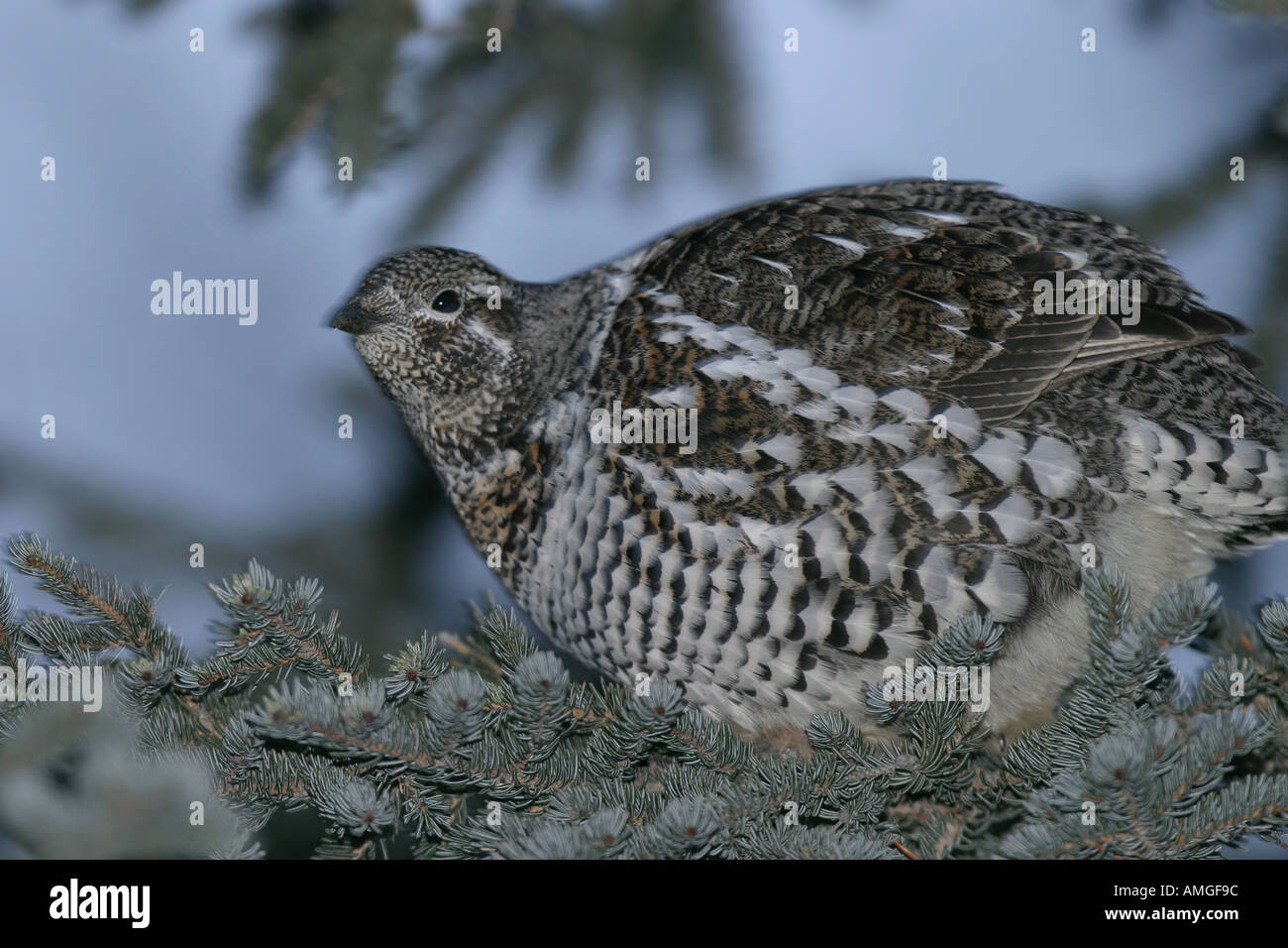 Tétras du Canada Falcipennis canadensis en sapin à l'extérieur de Churchill Manitoba Canada Western Hudson Bay Banque D'Images