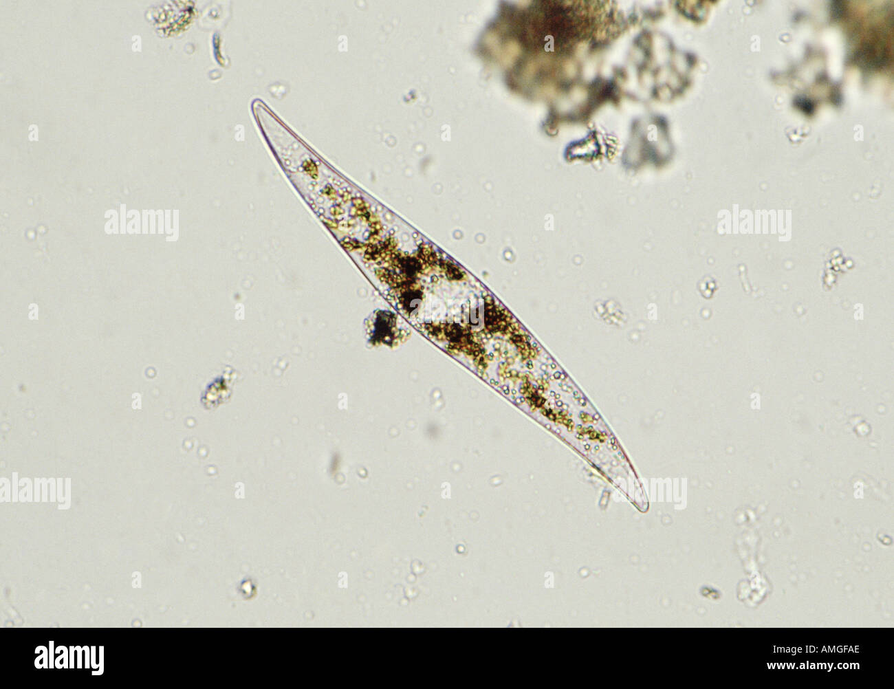 Le phytoplancton montrant Kelvin chlorophyle Aitken V W sous l'océan chaîne alimentaire alimentation microscope krill baleine survie c Banque D'Images