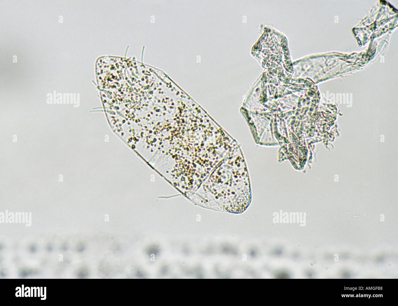 Le phytoplancton montrant Kelvin chlorophyle Aitken V W sous l'océan chaîne alimentaire alimentation microscope krill baleine survie c Banque D'Images