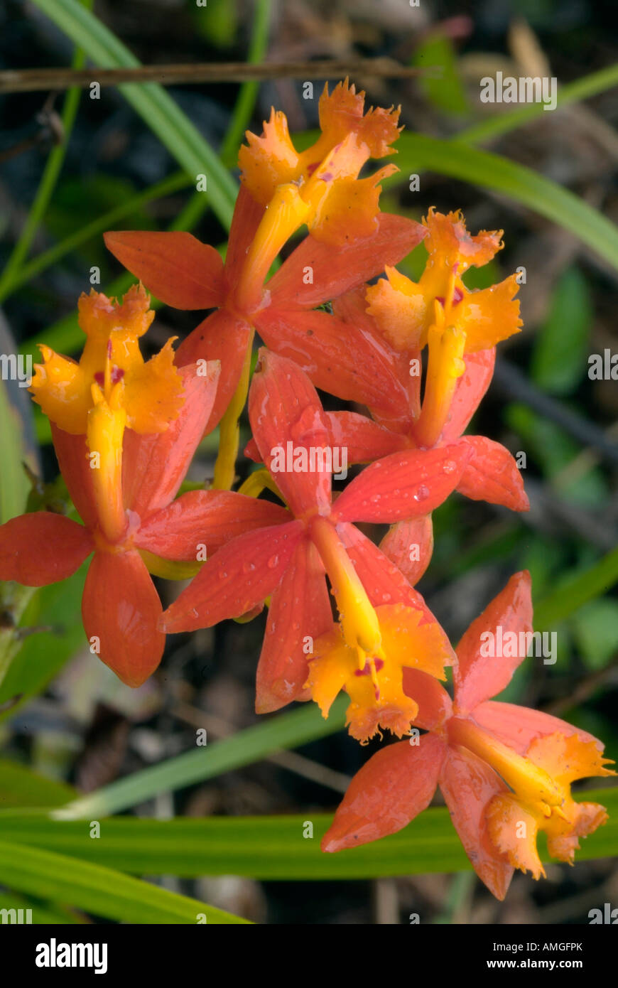 Des fleurs dans le parc national Lagunas de Montebello, au Chiapas, au Mexique. Banque D'Images