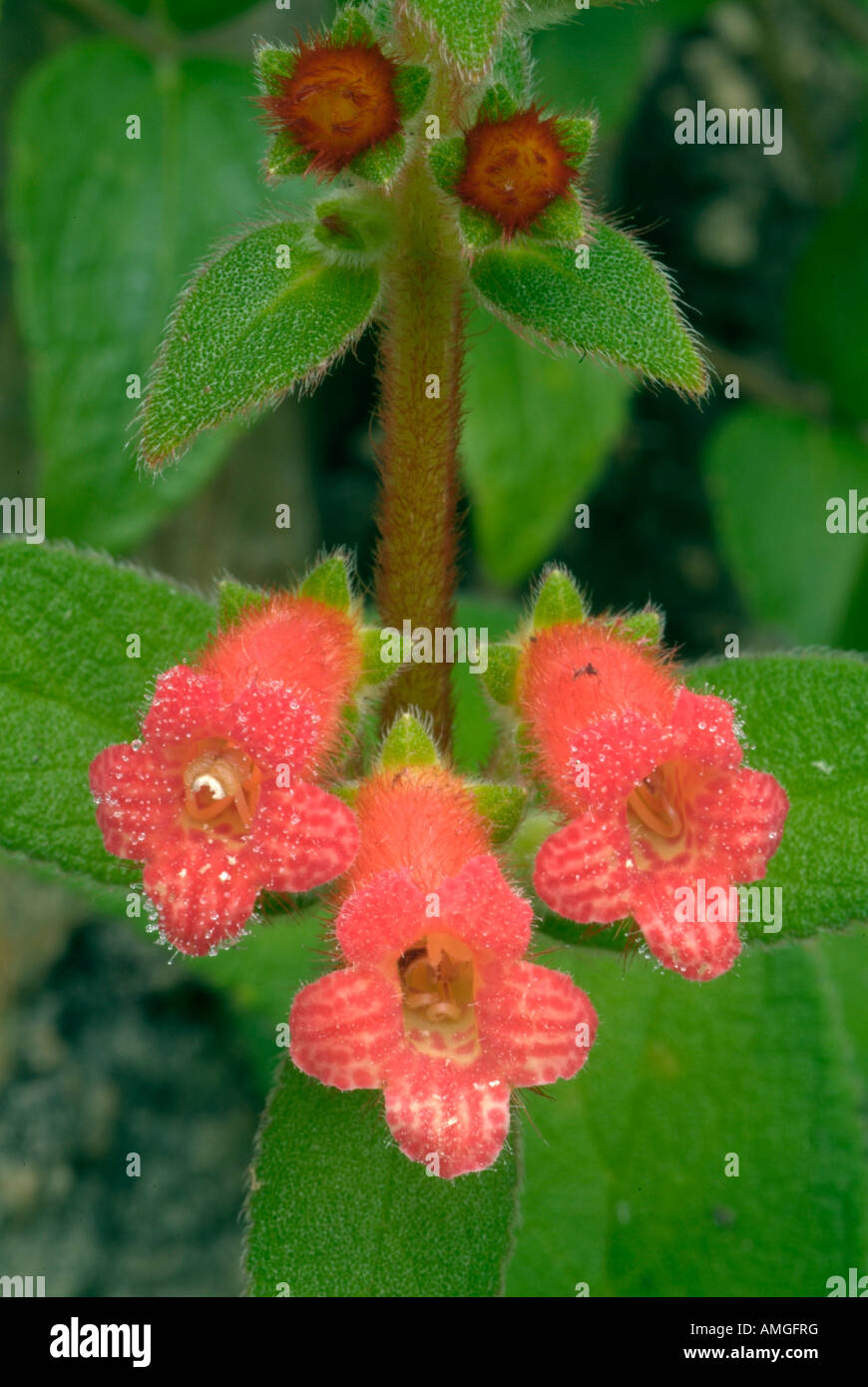 Des fleurs dans le parc national Lagunas de Montebello, au Chiapas, au Mexique. Banque D'Images