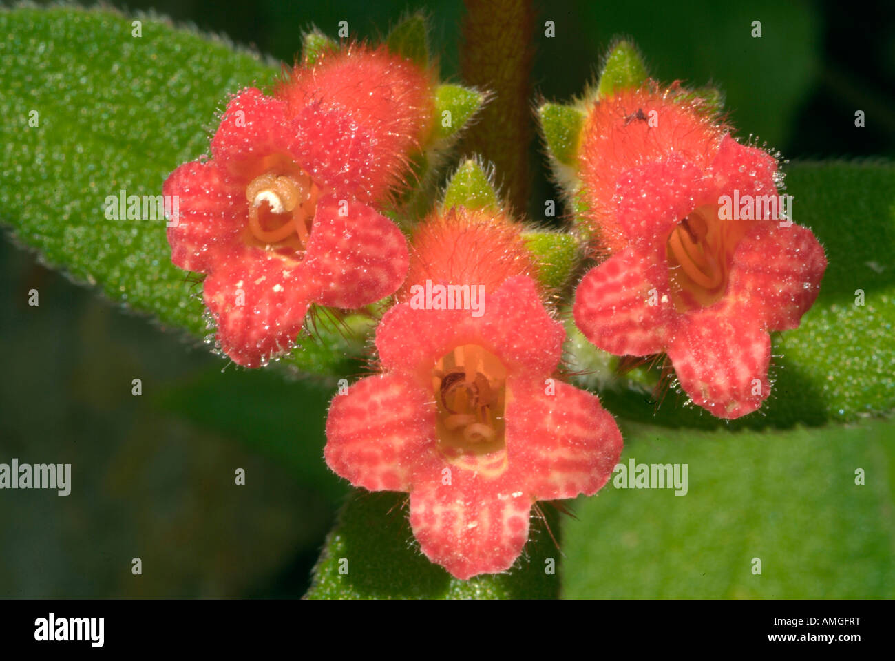 Des fleurs dans le parc national Lagunas de Montebello, au Chiapas, au Mexique. Banque D'Images