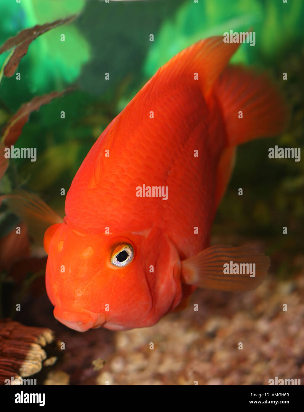 Pisson Rouge Poisson d'aquarium perroquet rouge Banque de photographies et d’images ...