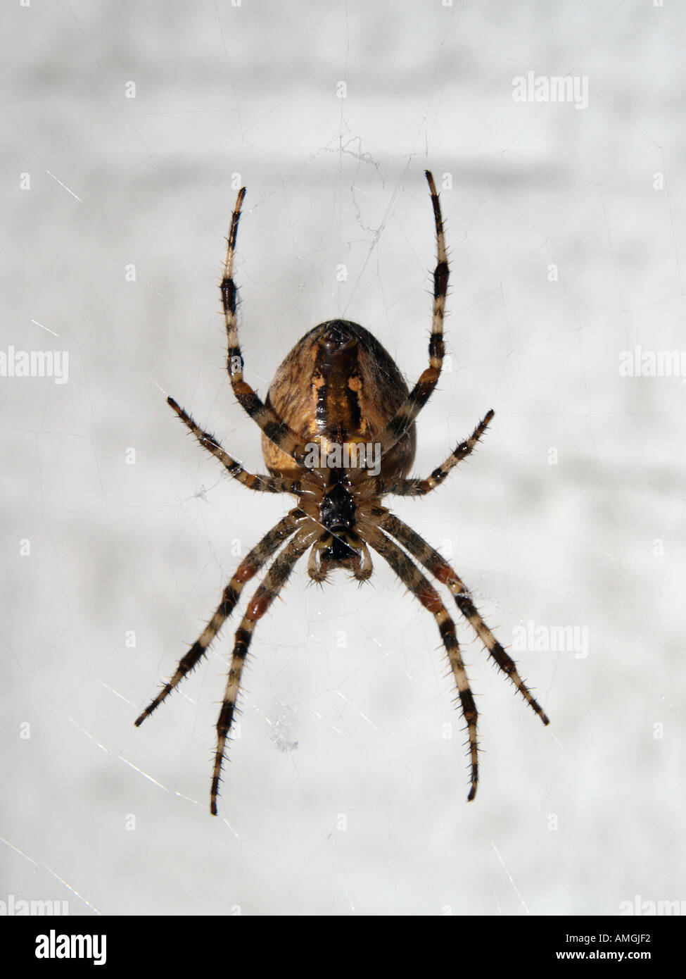 Brown spider croix assis au centre de la c est visible dessous web araneus diadematus Breda Pays-Bas Banque D'Images