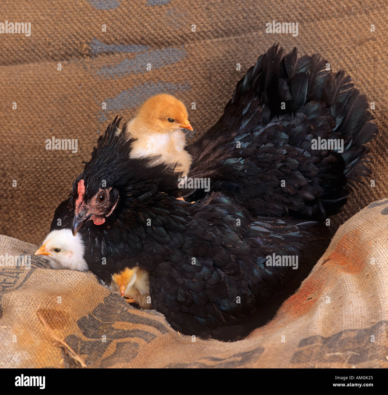 Poule Noire avec Chick sur son dos Banque D'Images