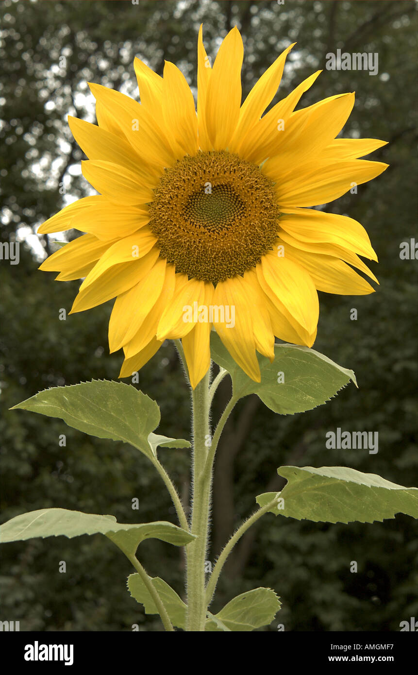 En tournesol close up Banque D'Images