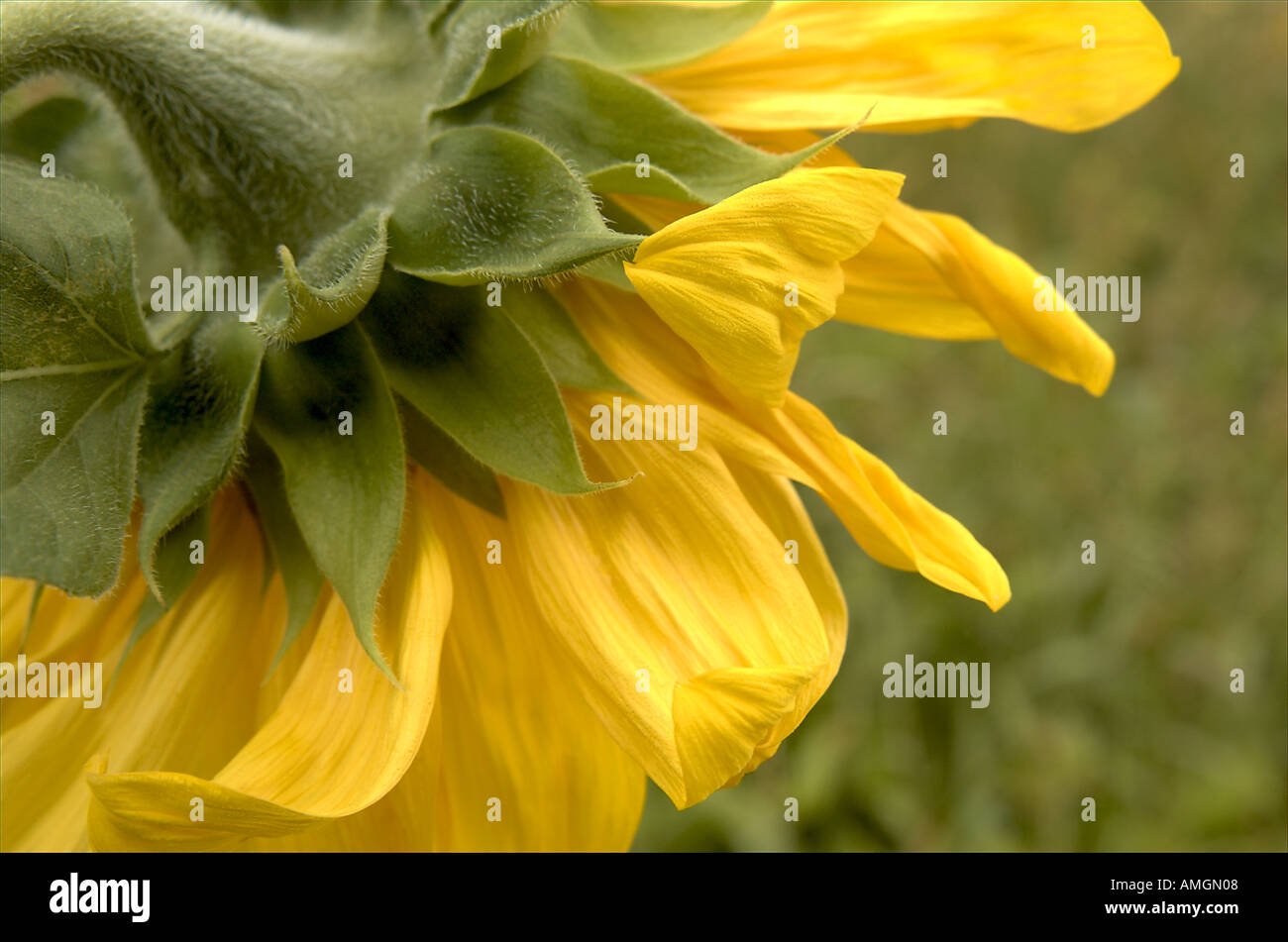 En tournesol fermer à fond vert Banque D'Images
