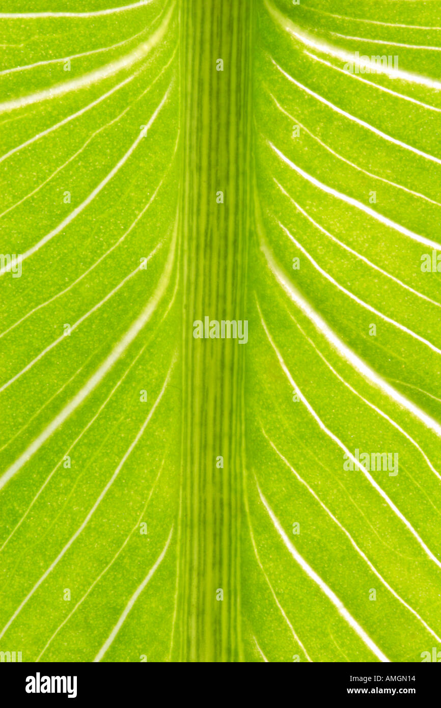 Feuille verte luxuriante Banque D'Images