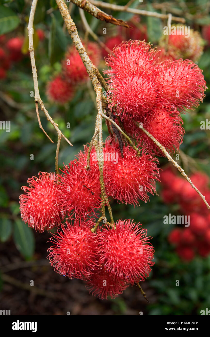 Fruits ramboutan mature sur Branch. Banque D'Images