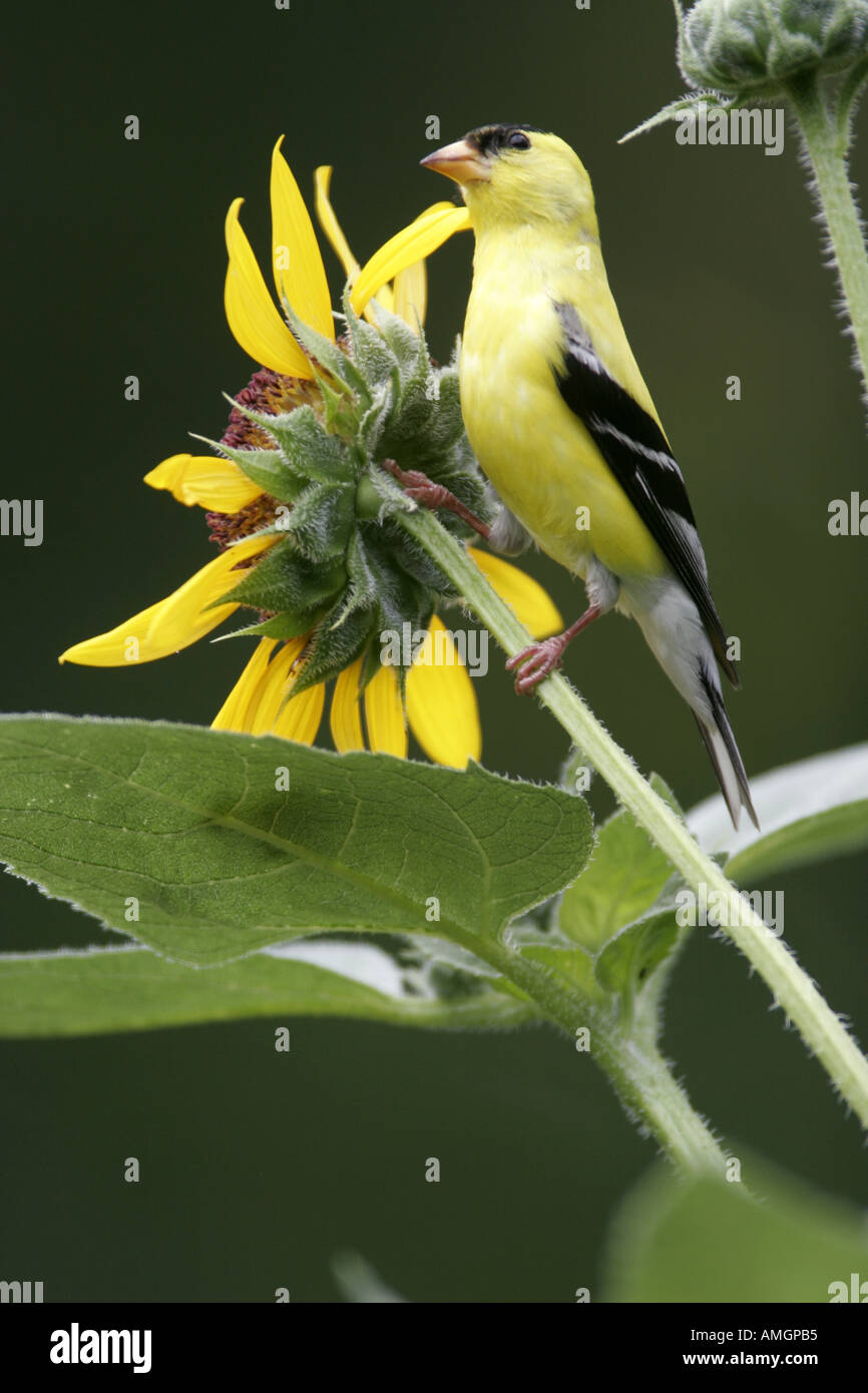 Chardonneret jaune mâle jaune perché sur le tournesol Illinois USA Banque D'Images