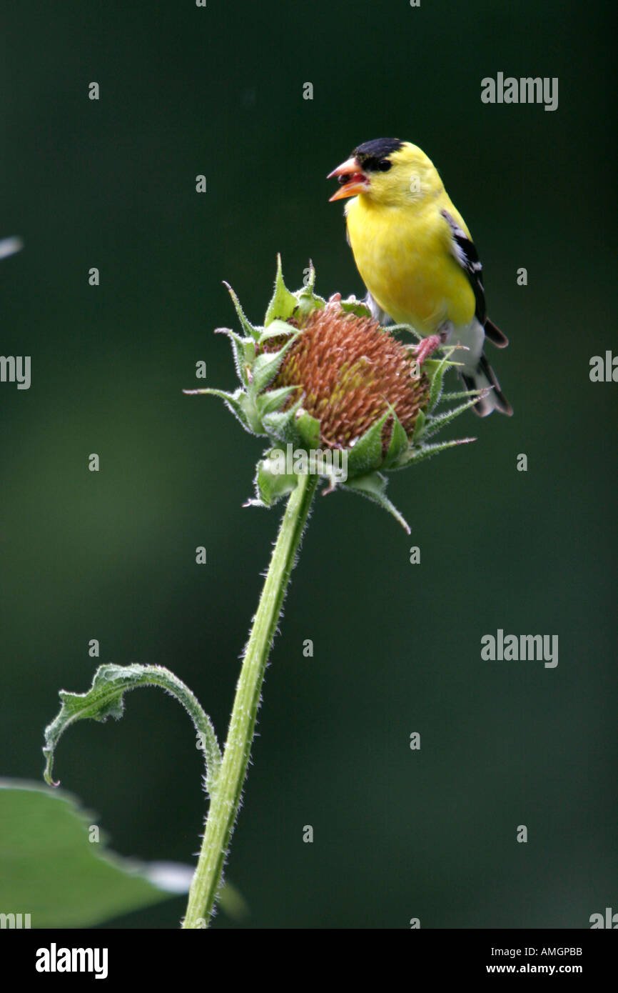 Chardonneret jaune mâle jaune perché sur le tournesol Illinois USA Banque D'Images
