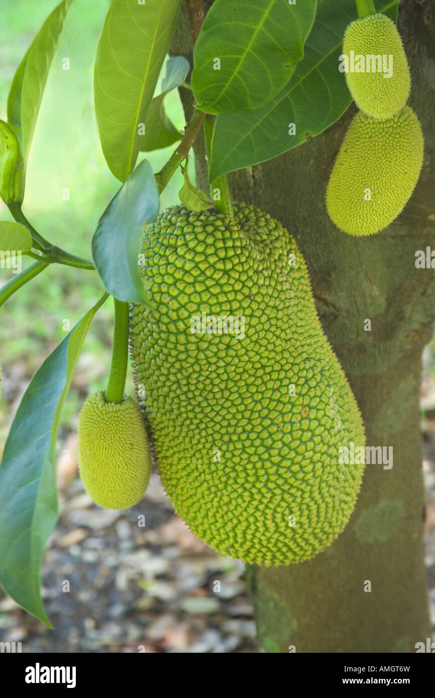 Champedak Direction générale de fruits. Banque D'Images