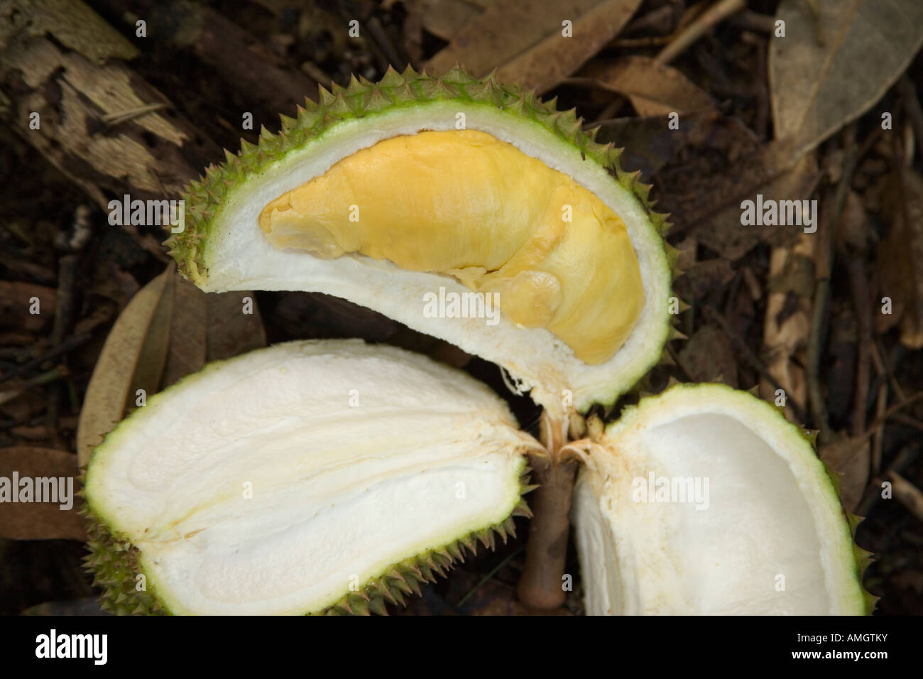 Durian fruit mature disséqués. Banque D'Images