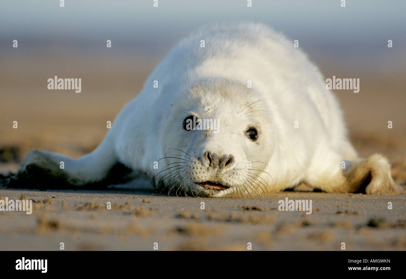 L'Atlantique Nord de bébés phoques gris (Halichoerus grypus) Banque D'Images