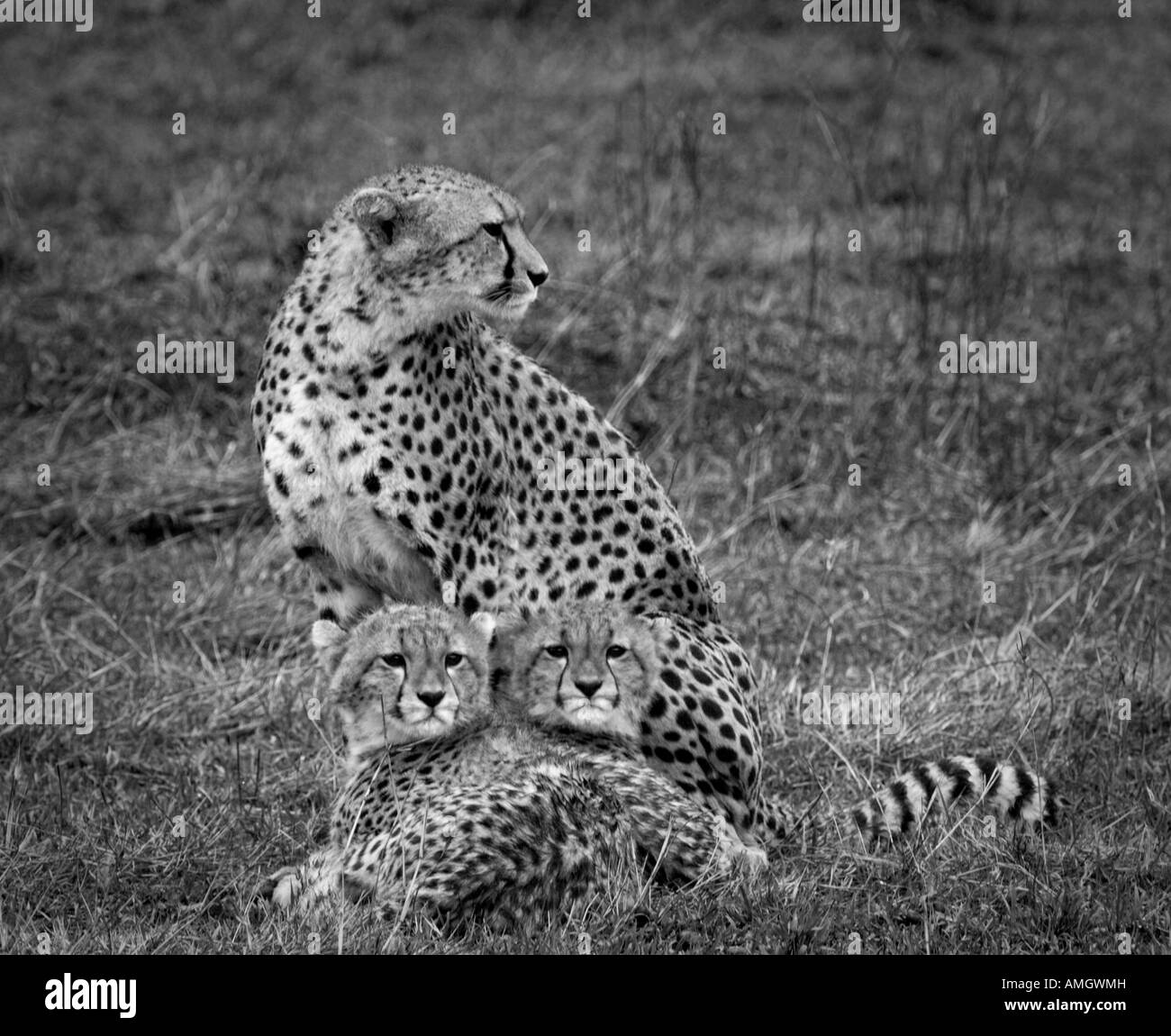 Cheetah cubs et Maasai Mara, Kenya Banque D'Images