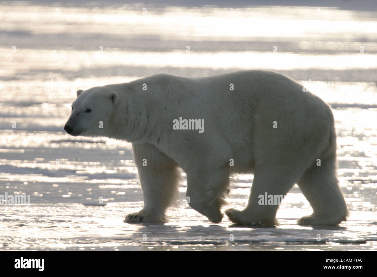 Mâle adulte Ours blanc Ursus maritimus sur lac gelé près de la Baie d'Hudson au nord du Manitoba Churchill Canada Banque D'Images