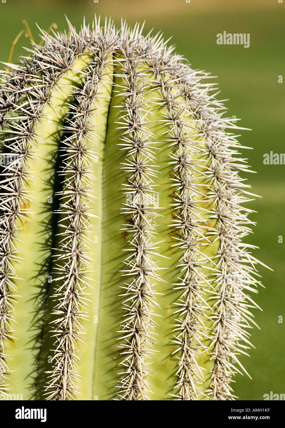 Close-up of green hérissés de cactus, désert de Sonora, Scotsdale, Phoenix, États-Unis Banque D'Images