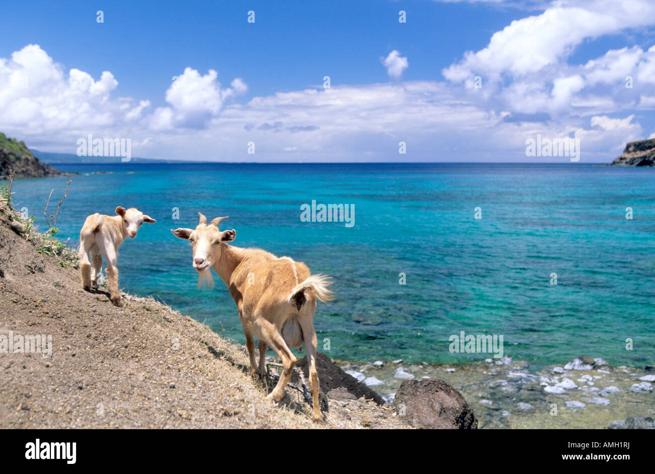 Caraïbes - Antilles françaises - Les Saintes - Terre de Haut Banque D'Images