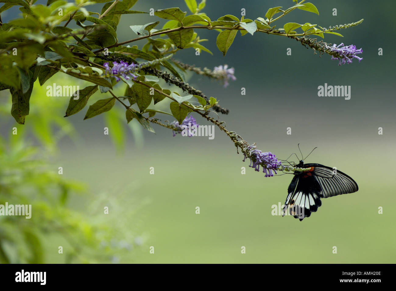 Femme Grand Mormon Papilio memnon) papillon sur une branche, Fuli, Guangxi, Chine. Banque D'Images